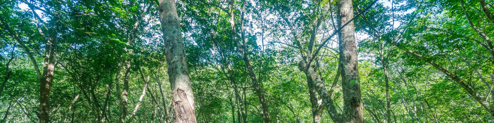Forest with tall trees in Diyathalawa, Haputale in Sri Lanka