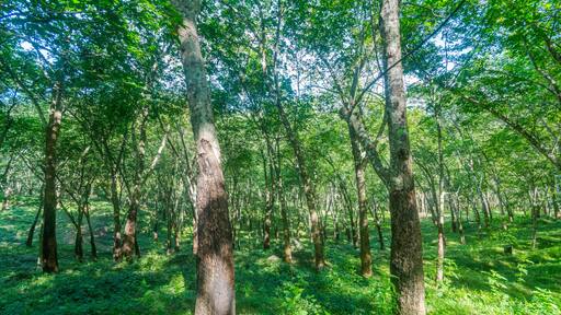 Forest with tall trees in Diyathalawa, Haputale in Sri Lanka