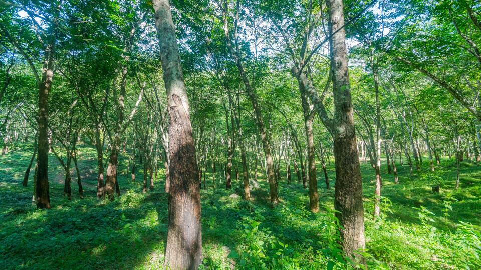 A dense forest with tall trees and lush green foliage.