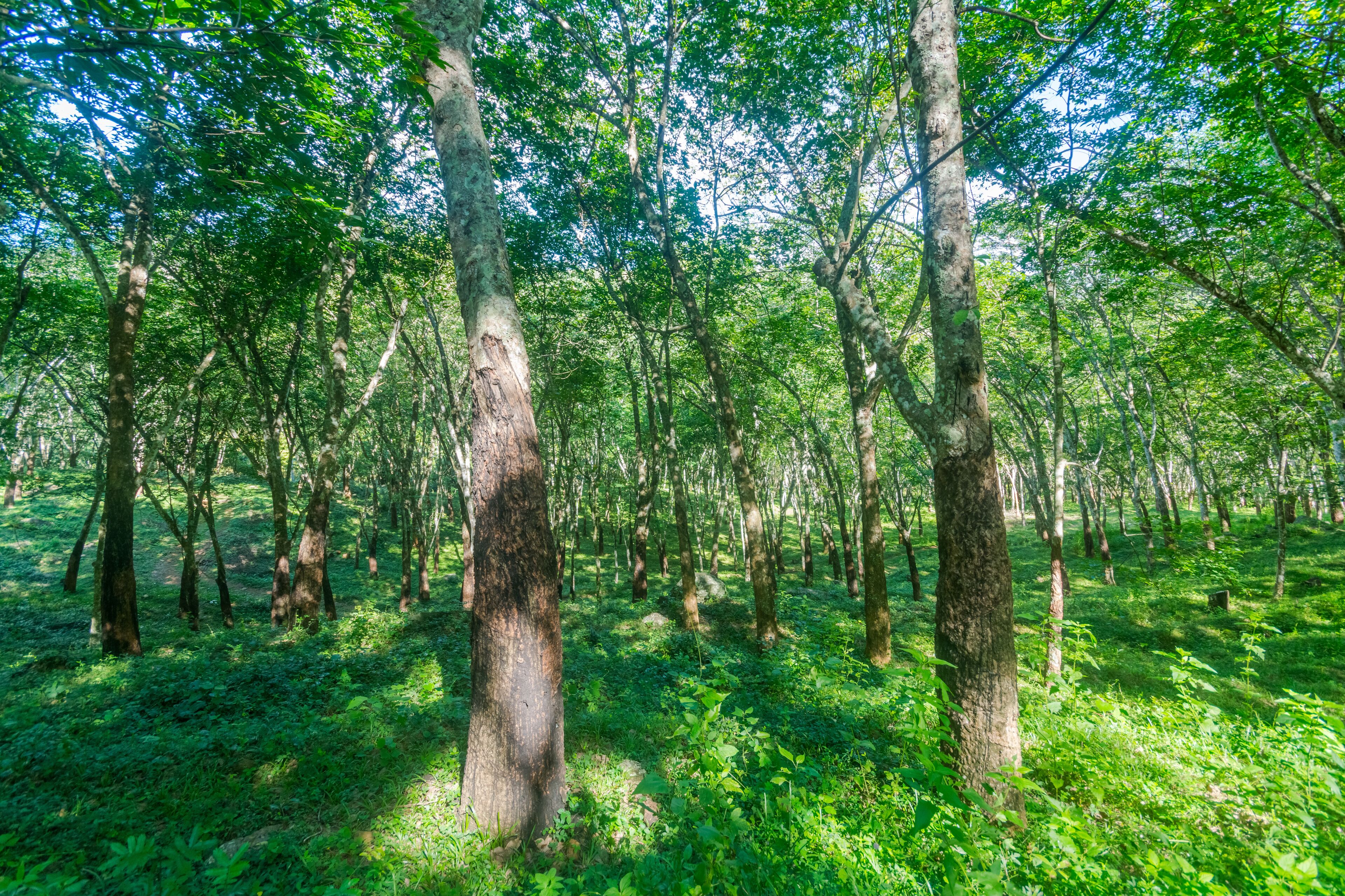 A dense forest with tall trees and lush green foliage.