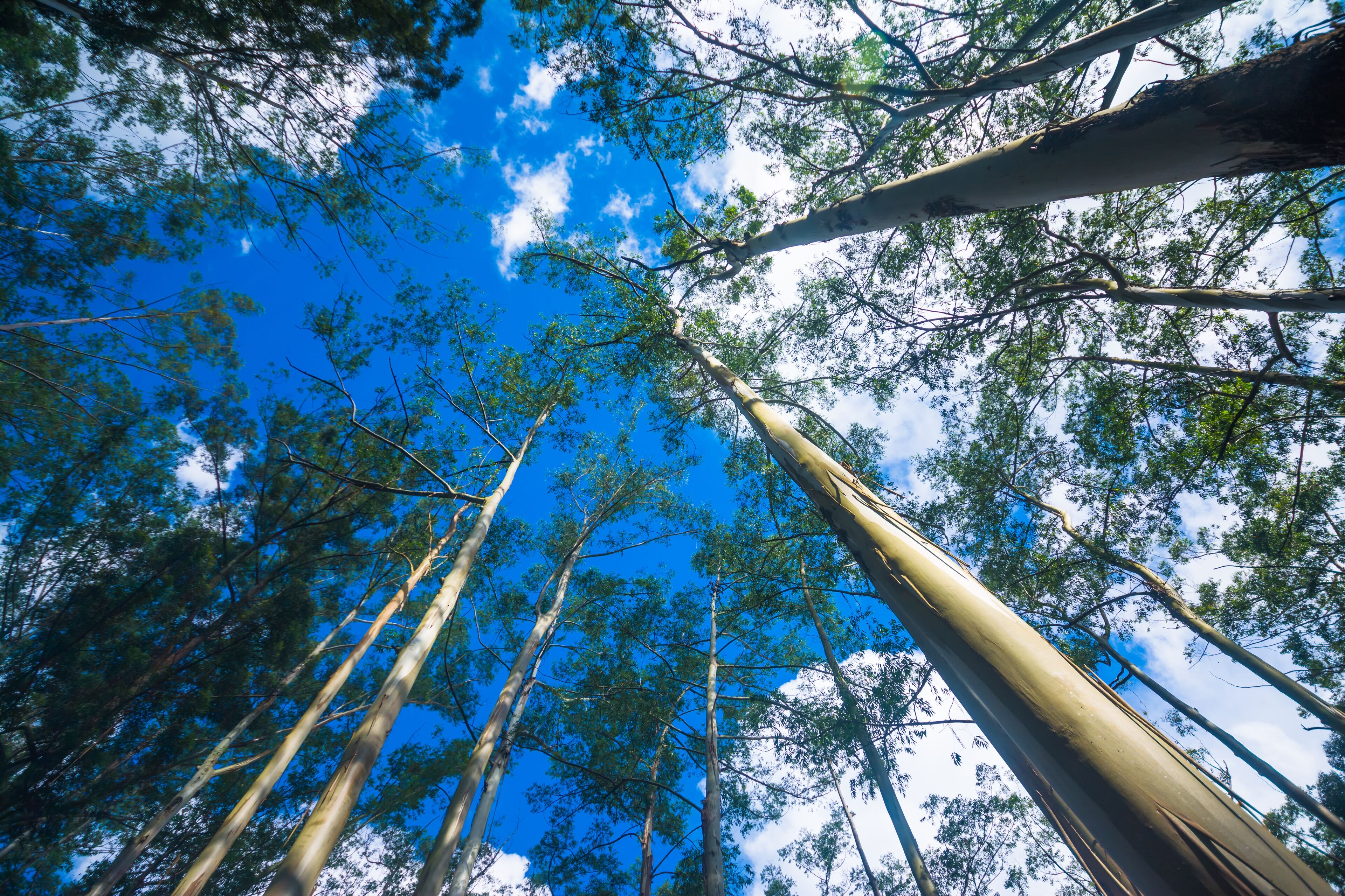 Forest with tall trees in Diyathalawa, Haputale in Sri Lanka