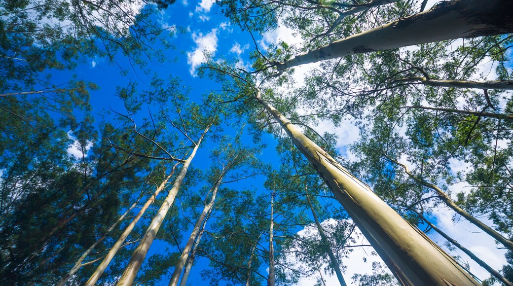 Forest with tall trees in Diyathalawa, Haputale in Sri Lanka