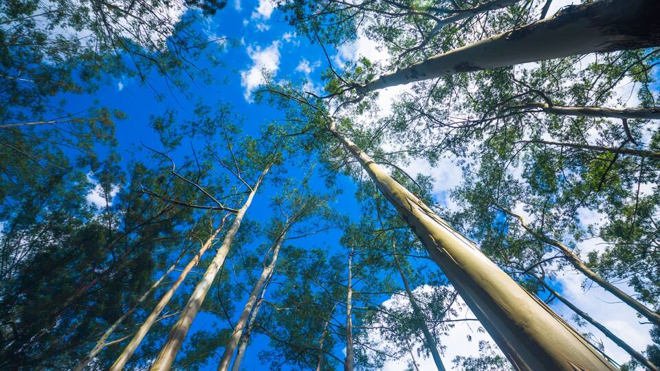 Tall trees with a clear blue sky above.