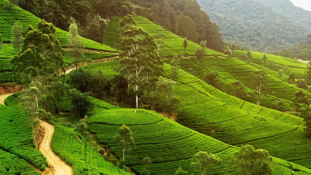Panorama of green tea plantation in up country near Nuwara Eliya, Sri Lanka. High quality photo. Green tea field for background and banner