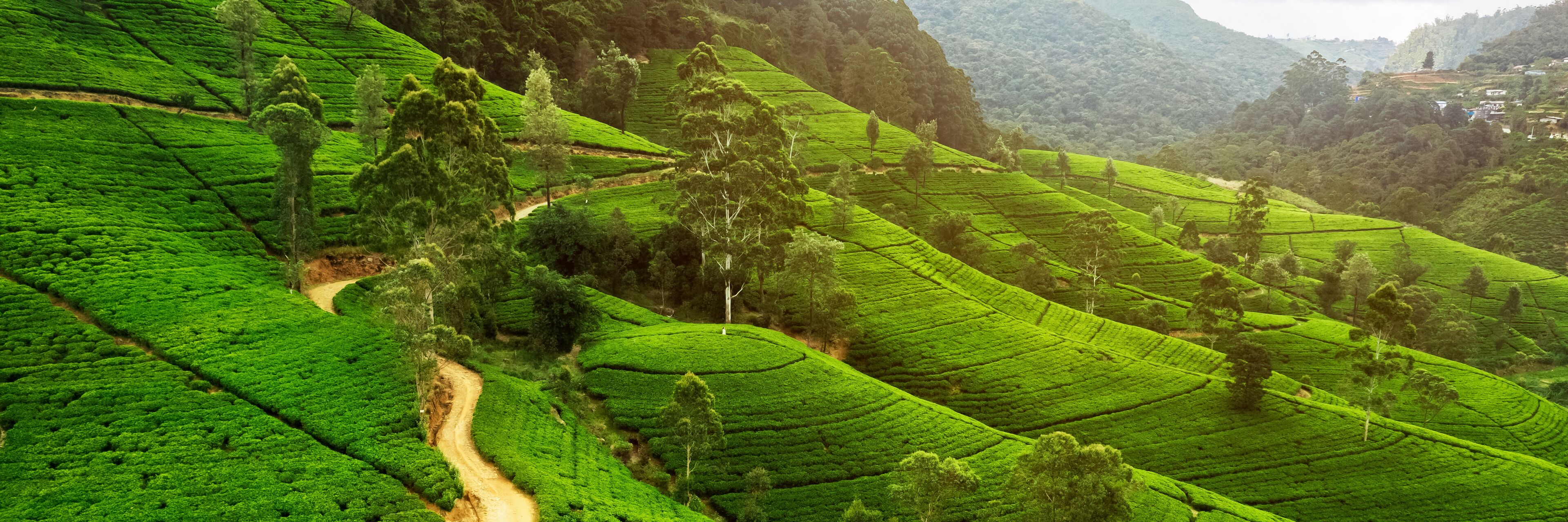 Terraced tea plantations with winding paths and scattered trees.
