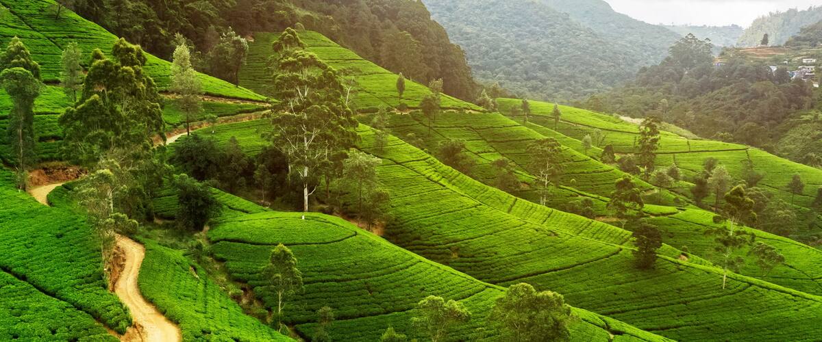 Terraced tea plantations with winding paths and scattered trees.