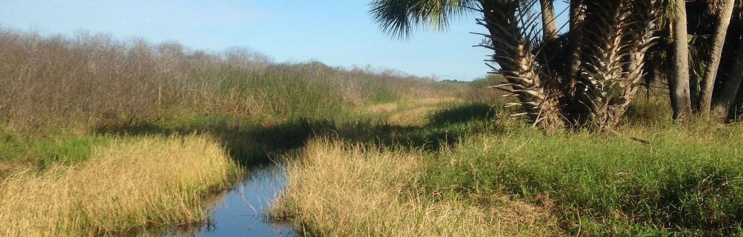 Looking for aligators