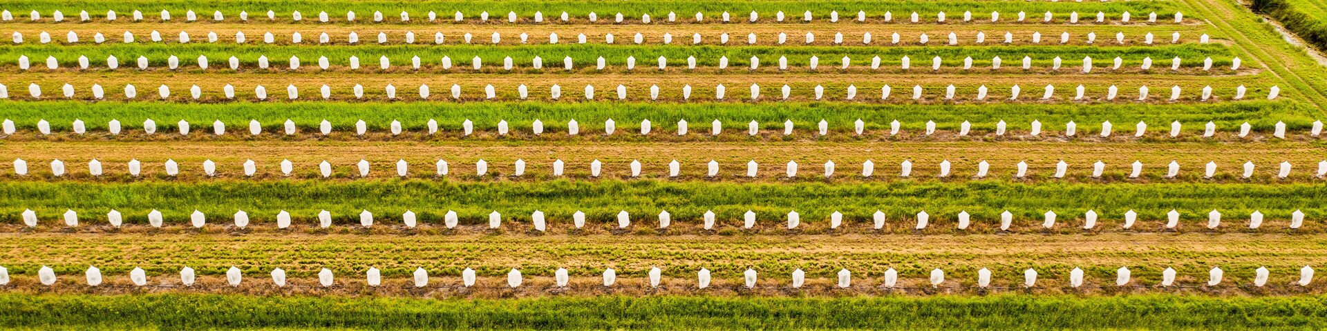 Aerial view of Citrus trees wrapped with exclusion bags in an agricultural field, Fellsmere, Florida, United States.