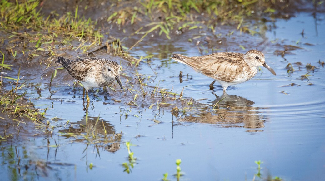 Two Least Sandpipers at the Stick Marsh in Fellsmere, Florida.