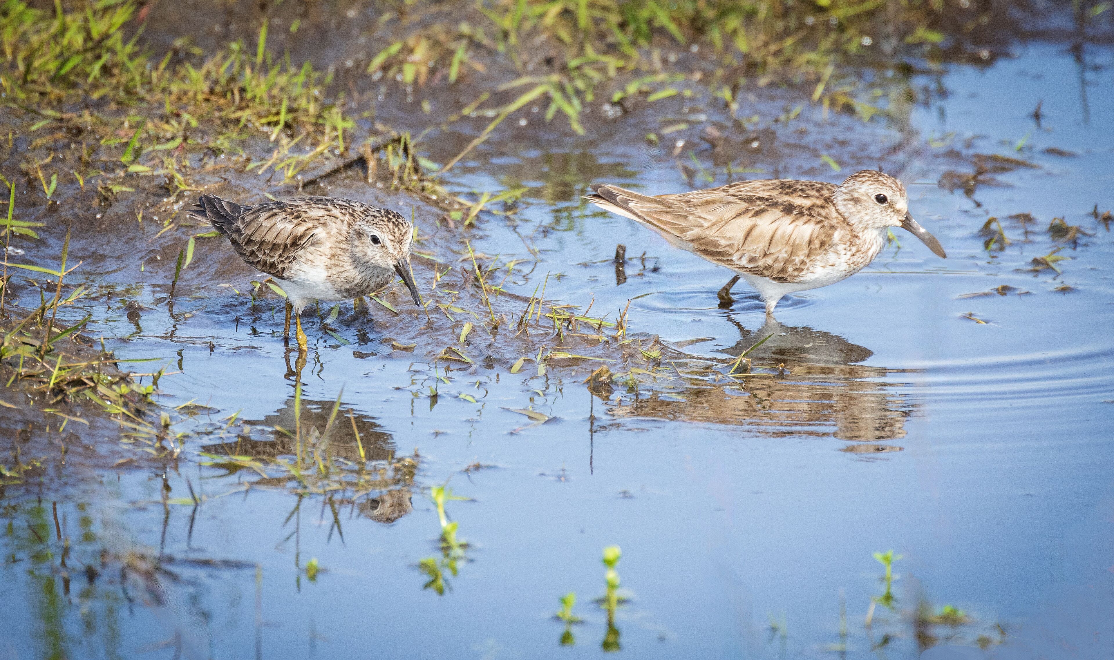 Two birds wading in shallow water with grass and reeds around.