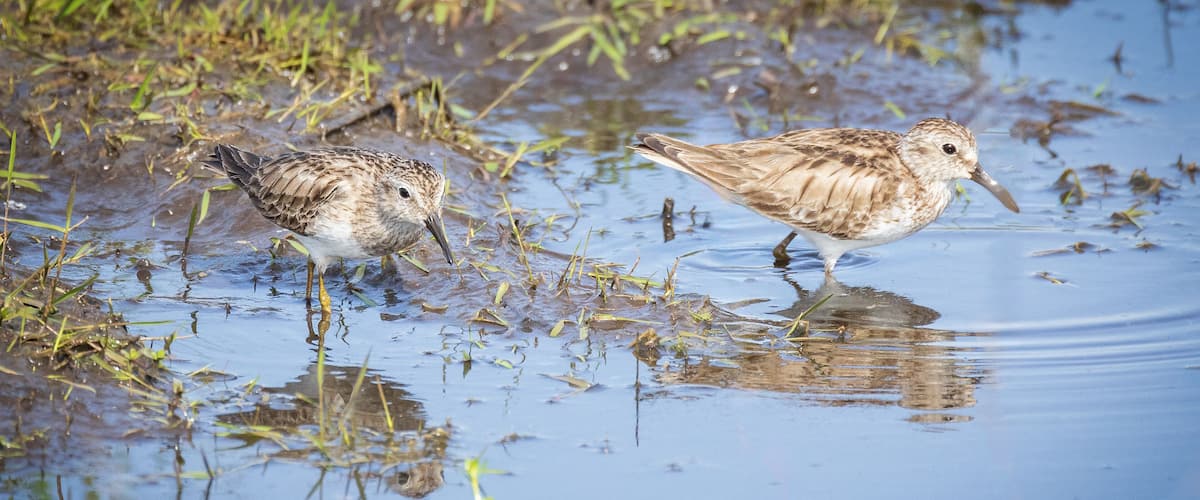 Two birds wading in shallow water with grass and reeds around.