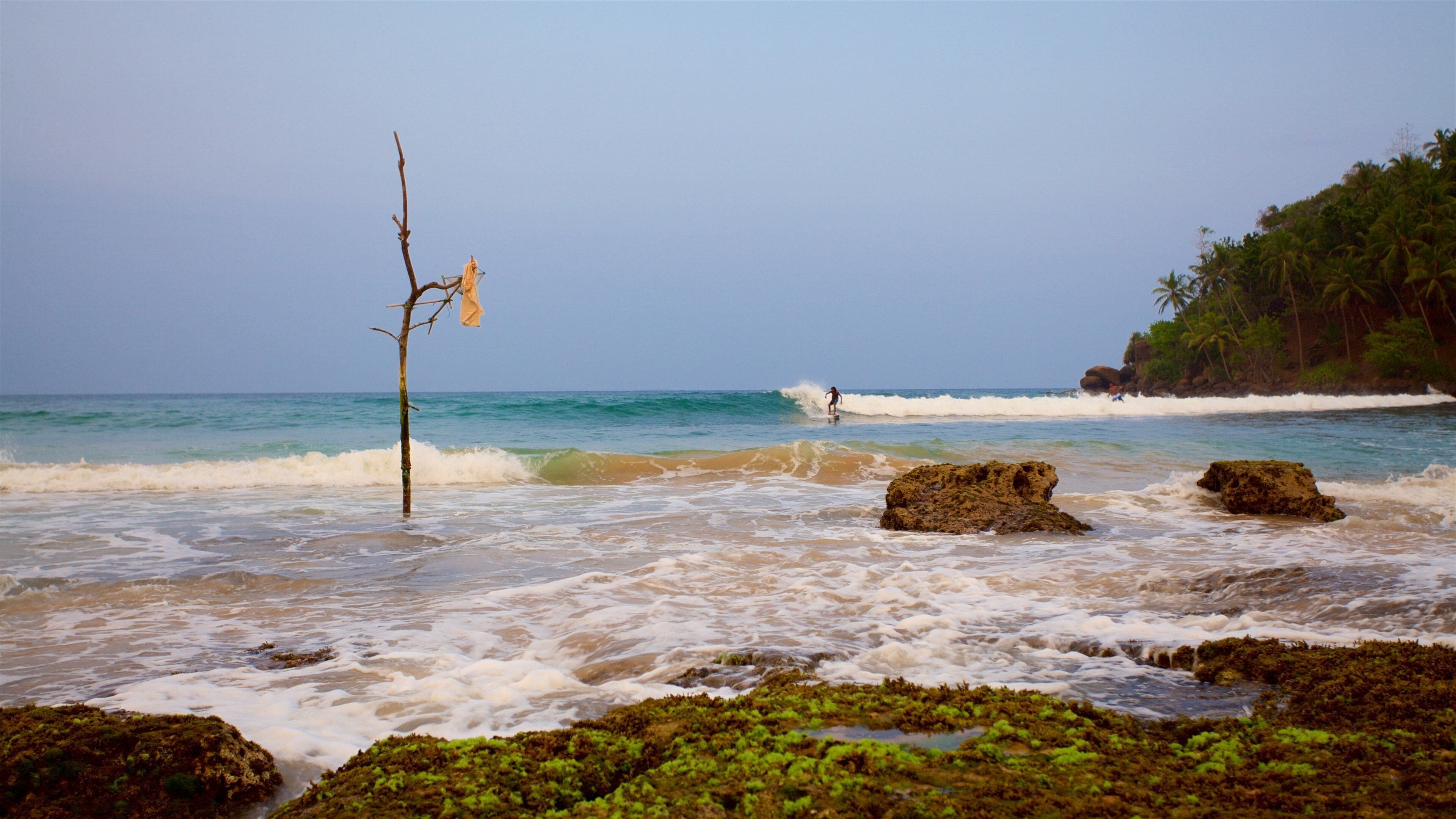A beach with waves, a surfer, and a tree with a cloth.