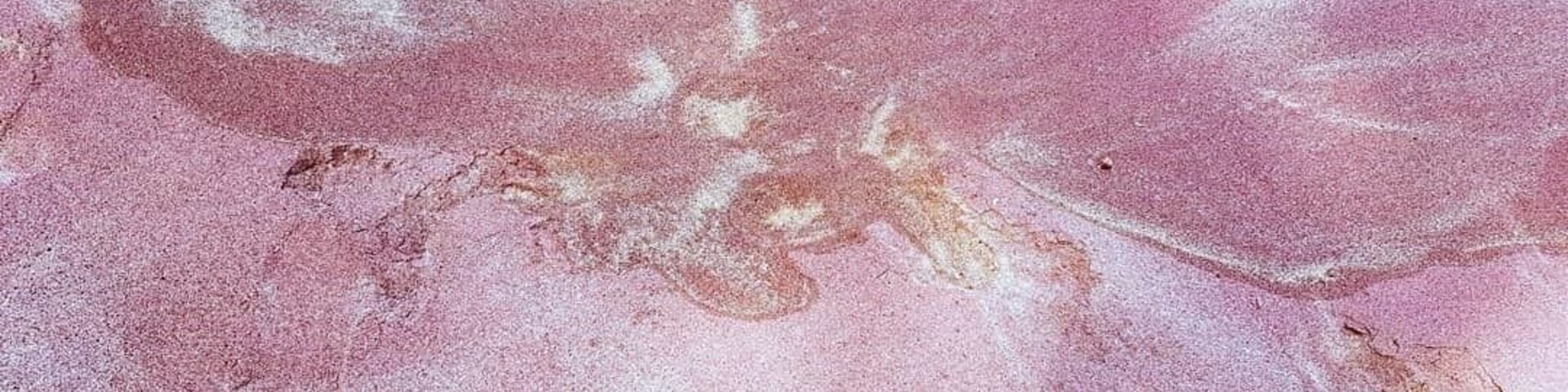 At the start of the beautiful Secret Beach (Mirissa) is a section where the sand is pink! 
#srilanka
#secret beach
# colours 
#pink