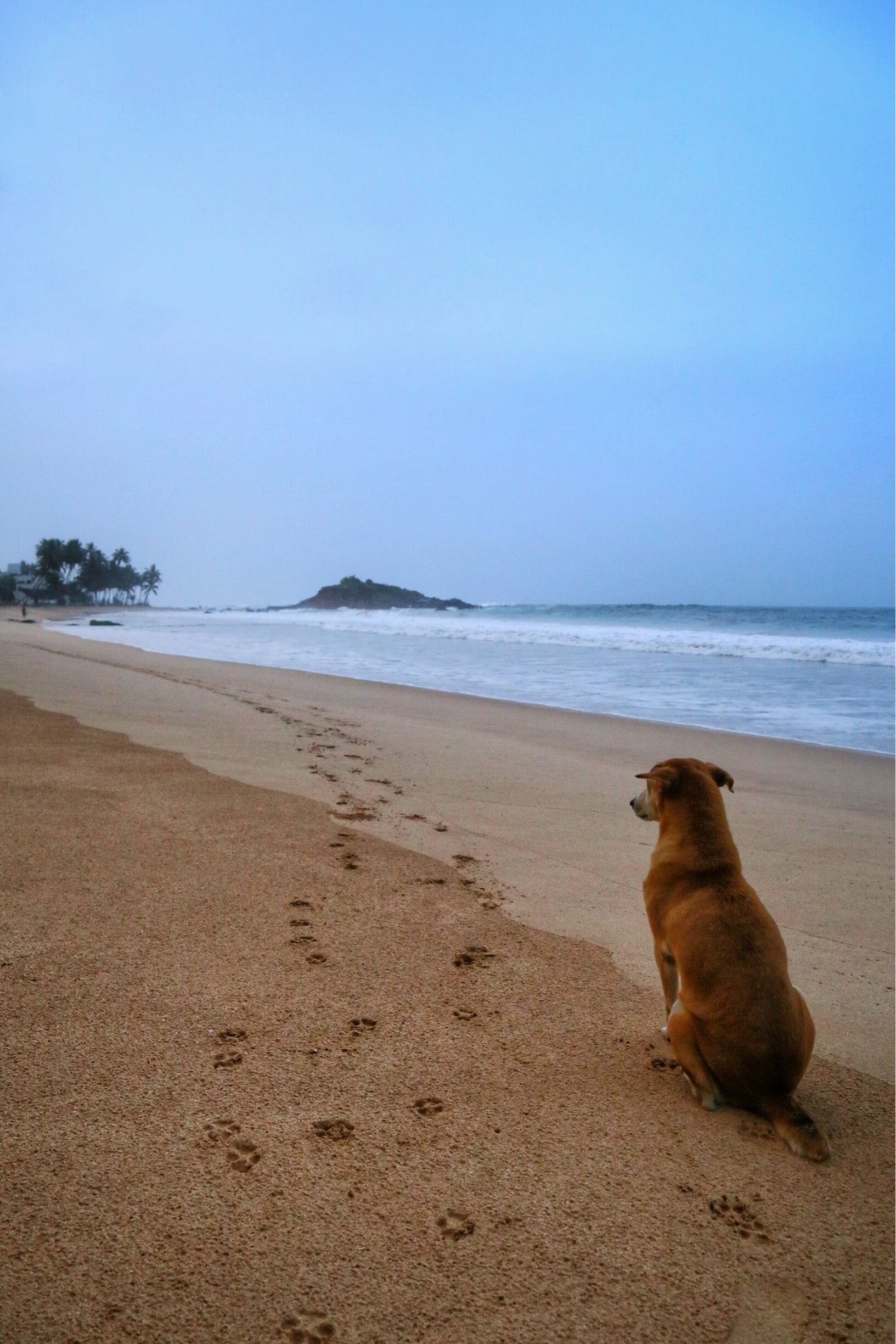 Mirissa beach attracts all kinds of people, surfers, swimmers, sunbathers and even our little friends :)

#LifeAtExpedia
#Beach
#SriLanka
#Summer