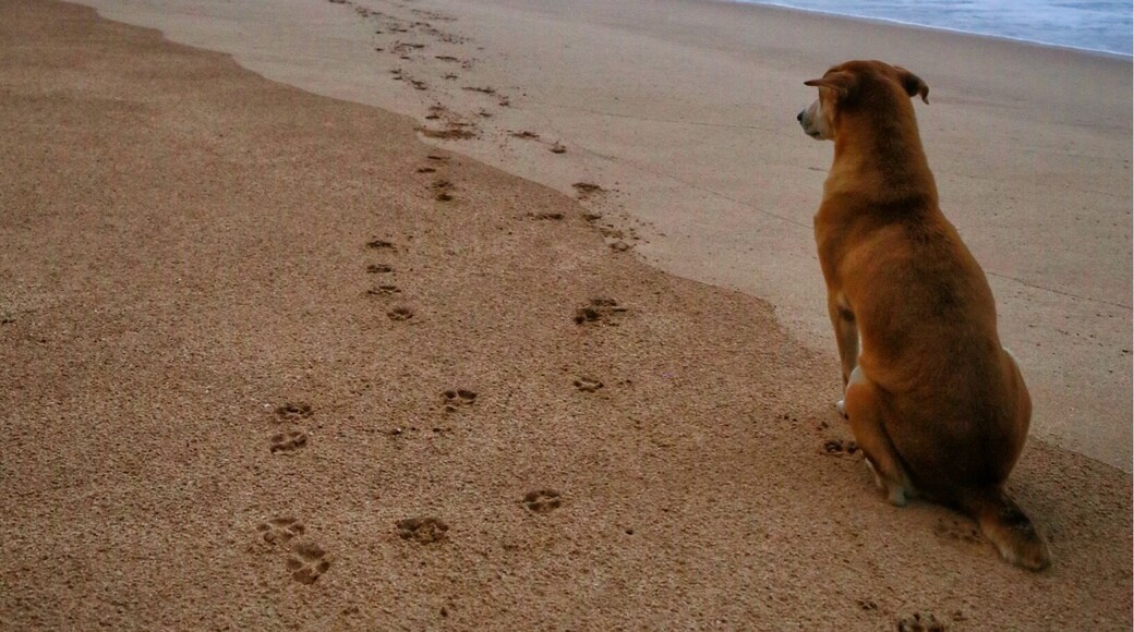 Mirissa beach attracts all kinds of people, surfers, swimmers, sunbathers and even our little friends :)
#LifeAtExpedia
#Beach
#SriLanka
#Summer