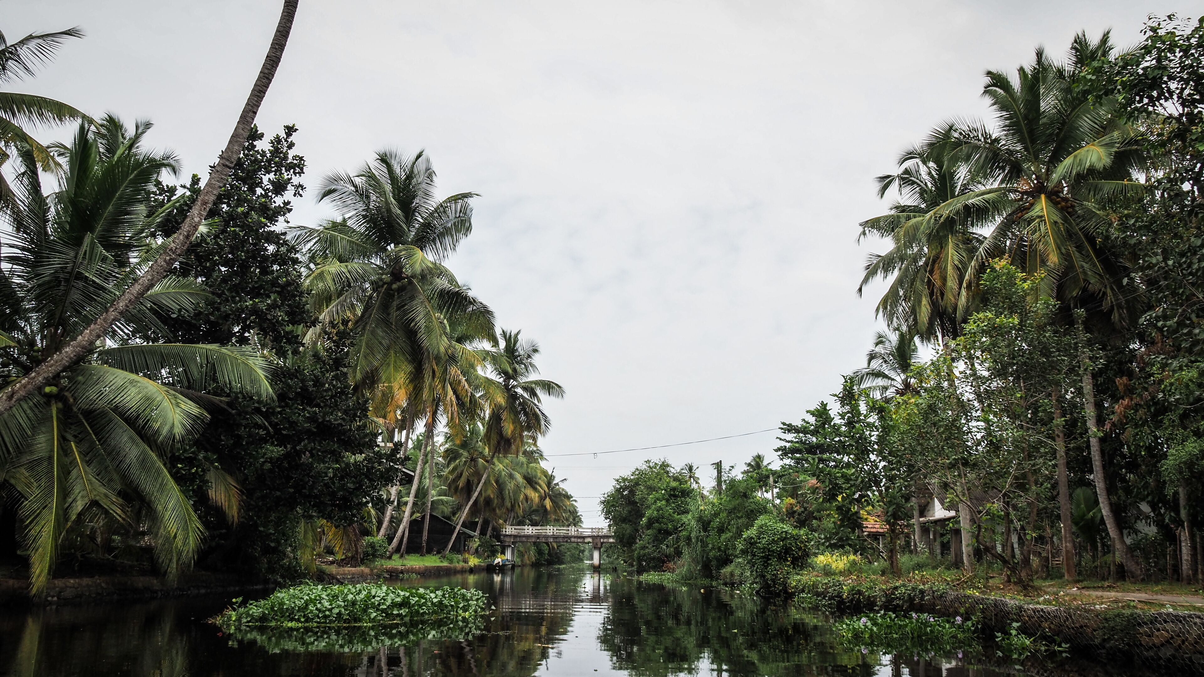 A river flanked by palm trees and a bridge.