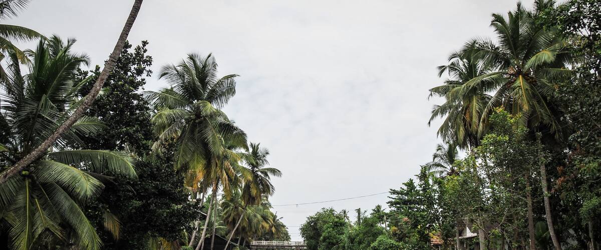 A river flanked by palm trees and a bridge.