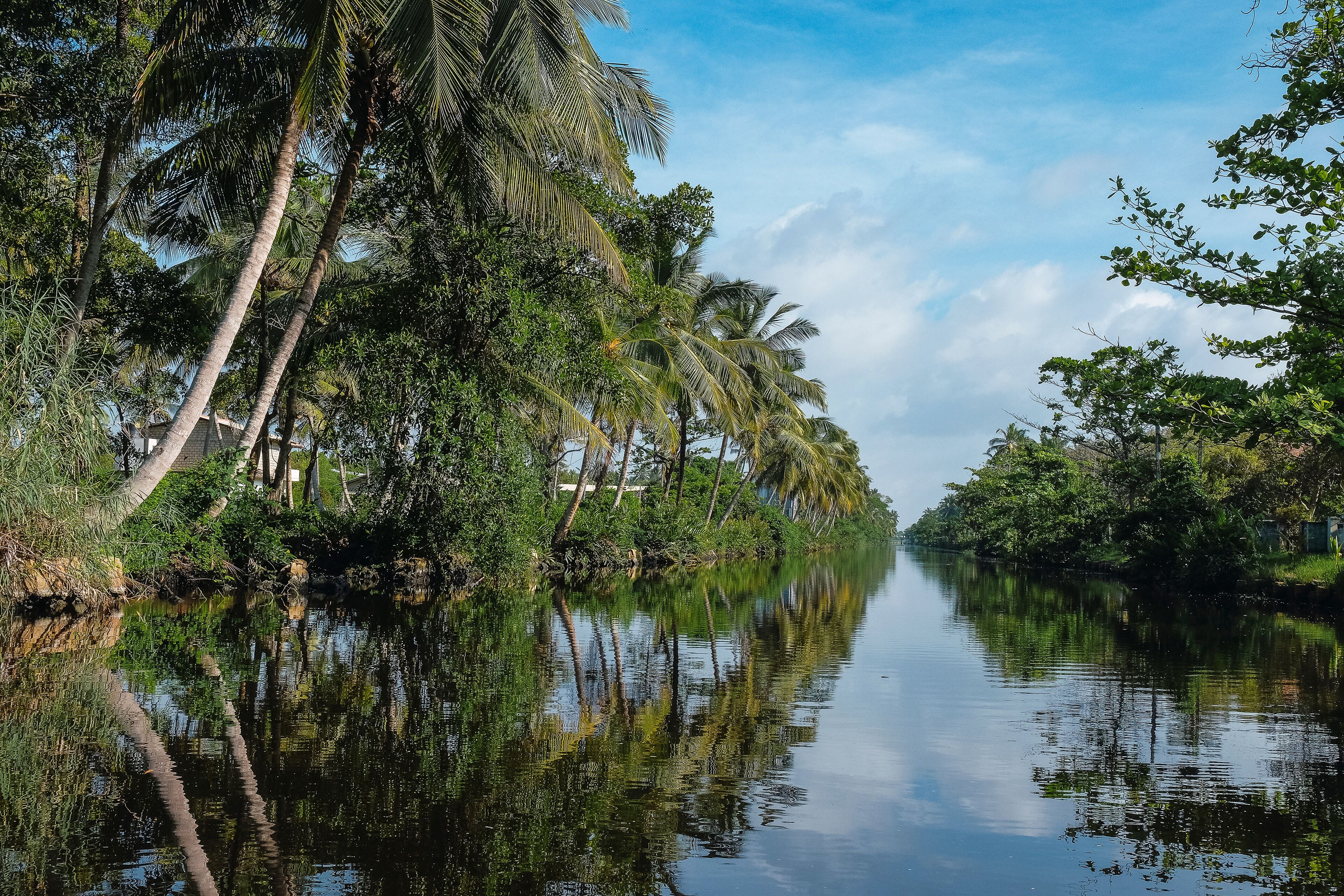 tropical river with palm tree reflections .  hamilton canal, negombo lagoon , sri lanka	