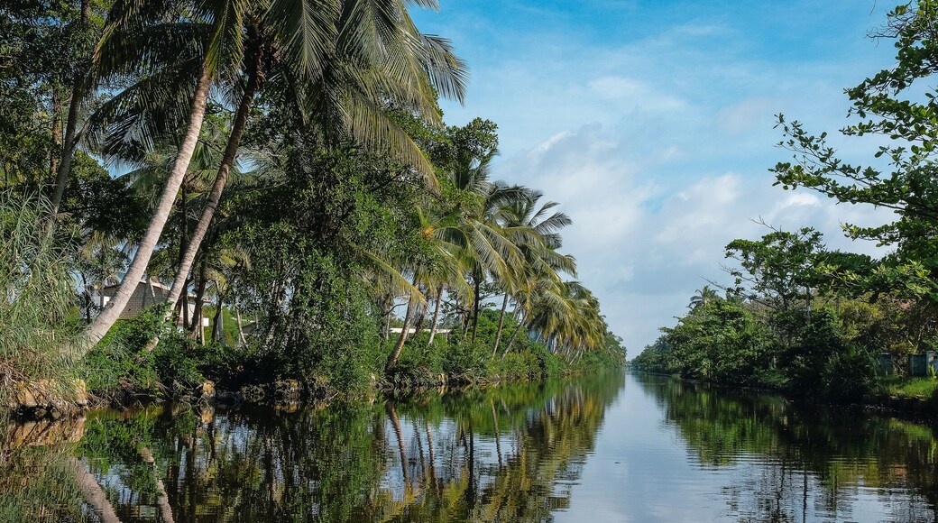 tropical river with palm tree reflections . hamilton canal, negombo lagoon , sri lanka