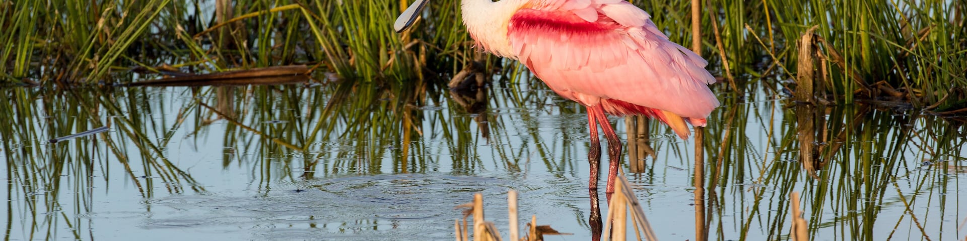 A pink flamingo standing in shallow water with green reeds in the background.