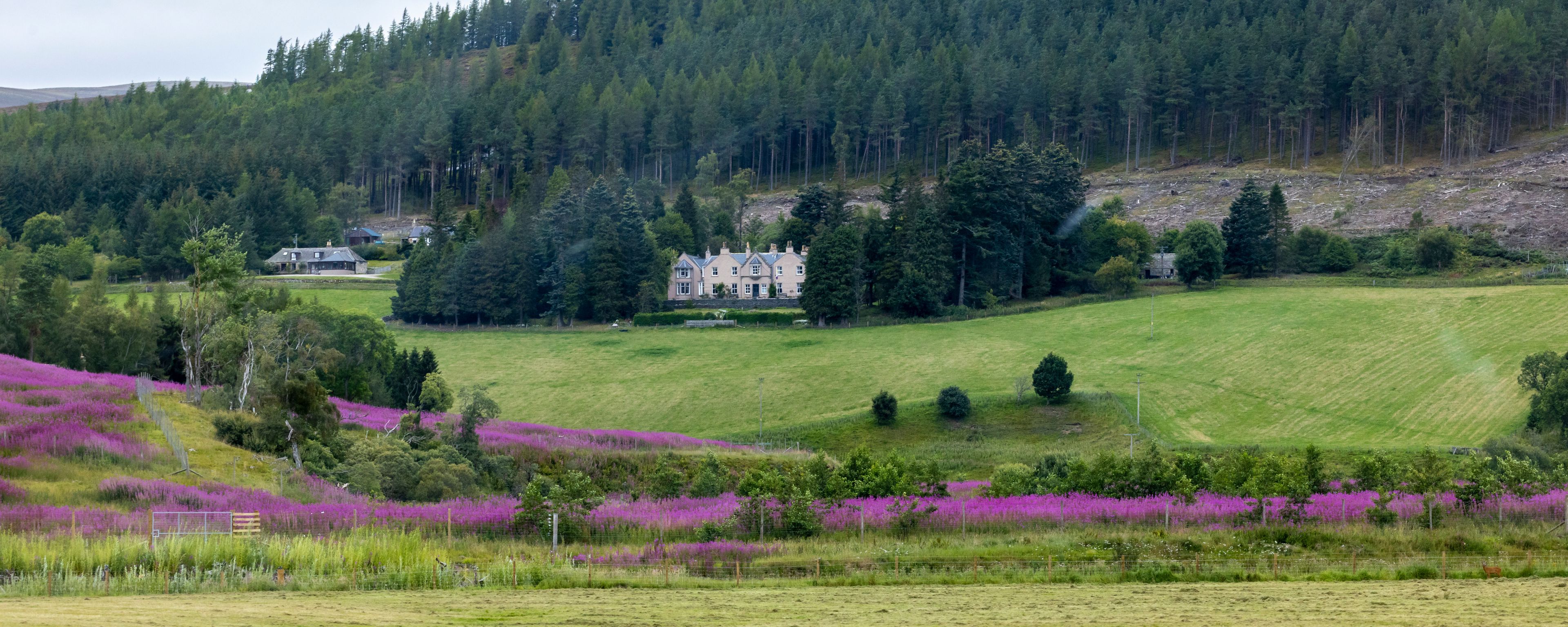 Estate house on rolling green hills with purple fireweed in the Cairngorms, Scotland