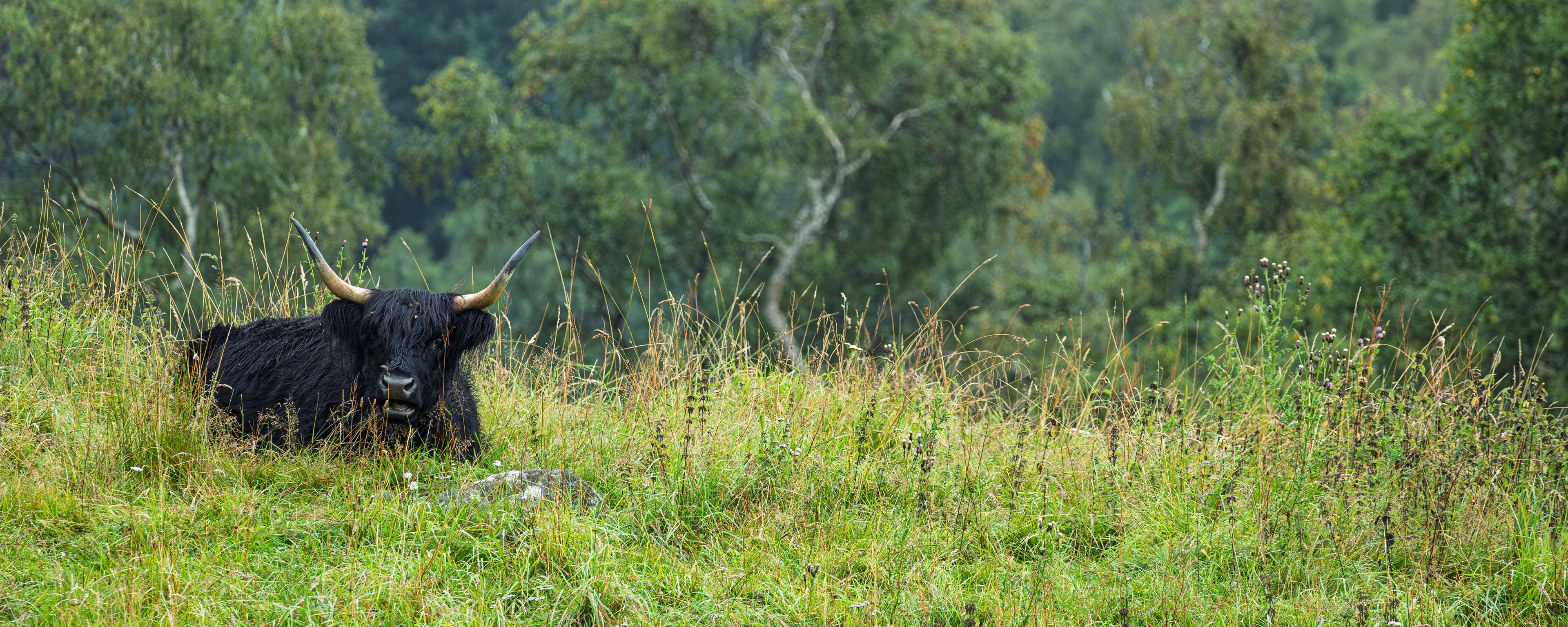 Highland cow resting on a grassy mountain pasture in Cairngorms National Park, Scottish Highlands