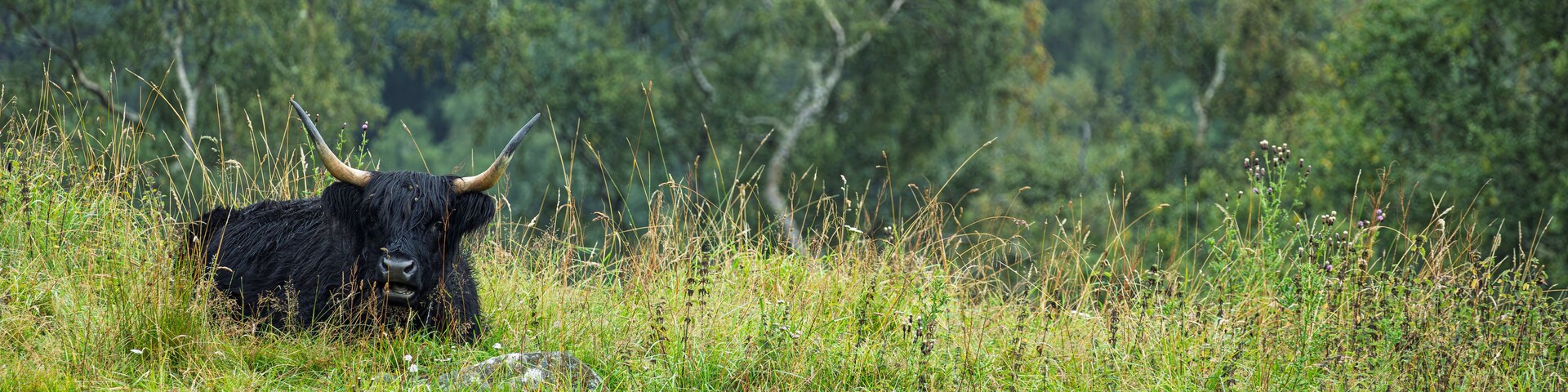 A black bull with horns lying in a grassy field with trees in the background.