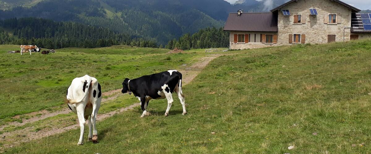 Une maison en pierre dotée de panneaux solaires, des vaches qui paissent et des montagnes en arrière-plan.