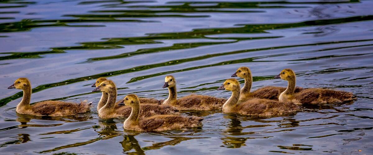 A group of ducklings swimming in a body of water with green algae.