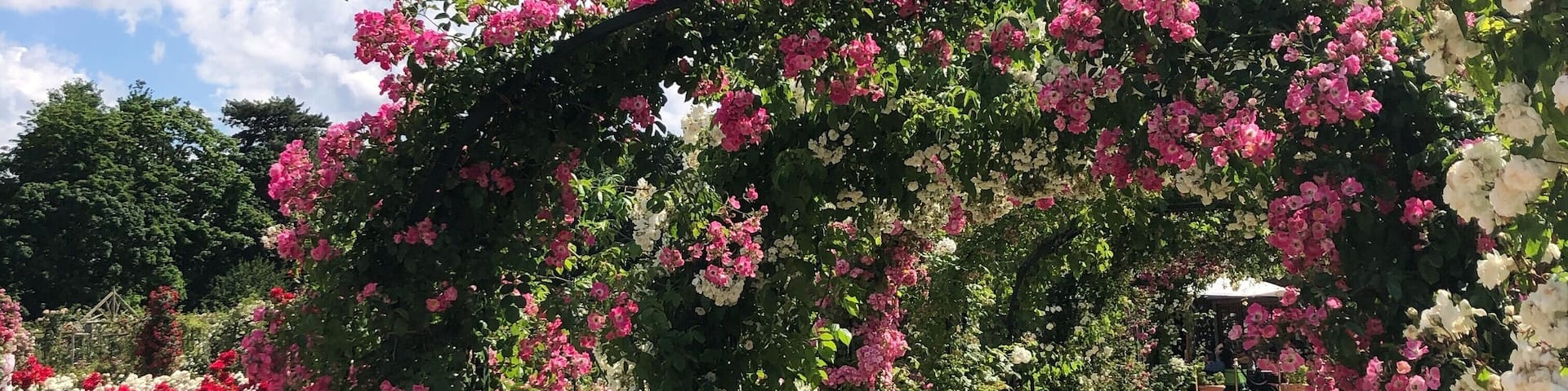 Oldest rose garden in the world (Roseraie du Val de Marne, L’Haÿ-les-Roses - France)
#rosegarden #france #europe
June 2019 - iPhone 8