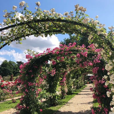 Oldest rose garden in the world (Roseraie du Val de Marne, L’Haÿ-les-Roses - France)
#rosegarden #france #europe
June 2019 - iPhone 8