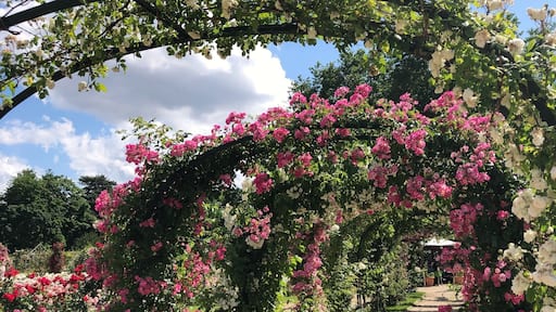 Oldest rose garden in the world (Roseraie du Val de Marne, L’Haÿ-les-Roses - France)
#rosegarden #france #europe
June 2019 - iPhone 8