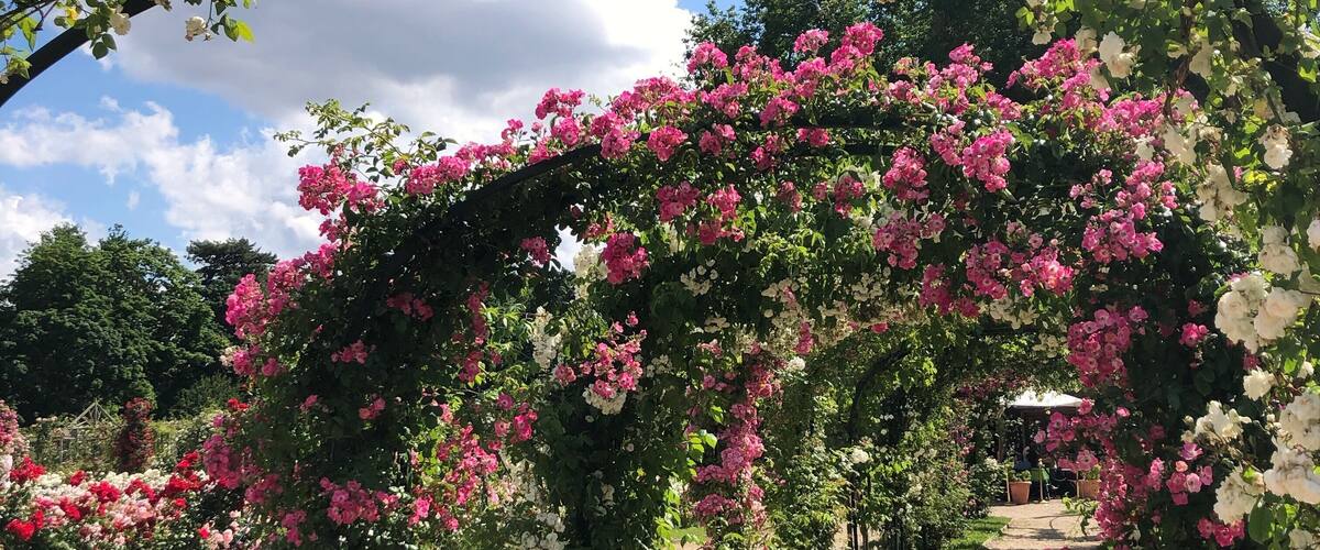 A garden with a floral archway and a pathway.