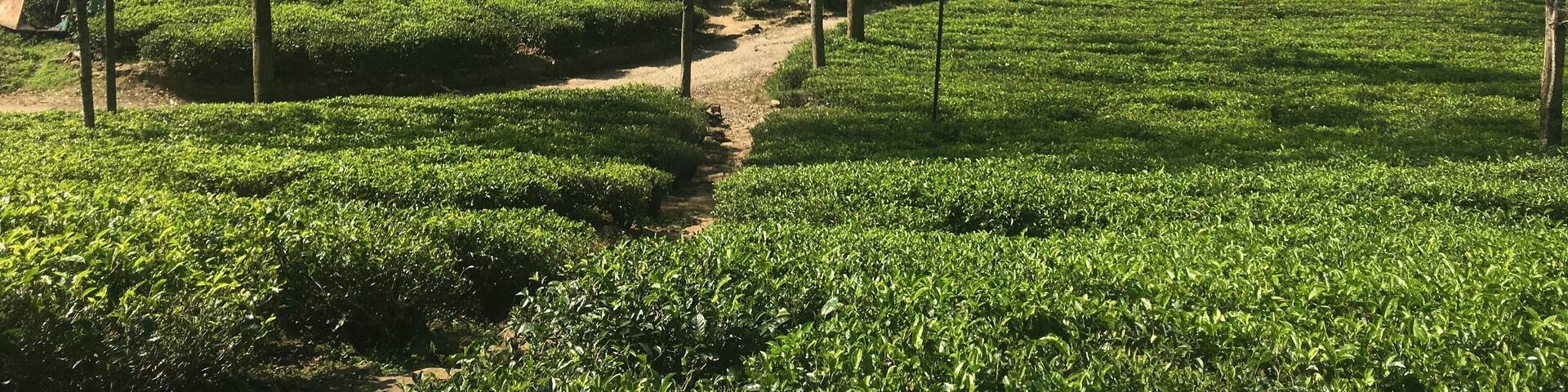A lush tea plantation with terraced fields and tall trees.