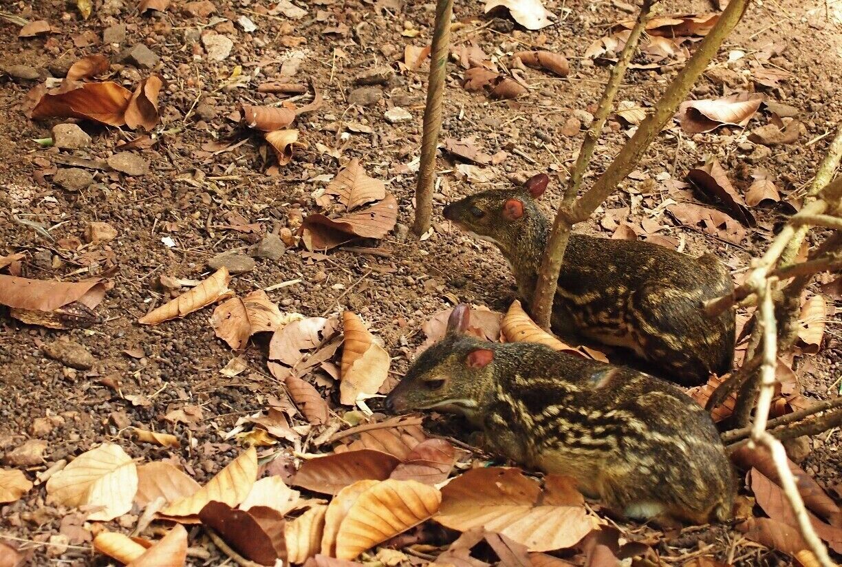 #TroverDetour 

This is the smallest member of deer family which present in Sri Lanka It is known as mouse-deer and a threaten species. We are really lucky to see these two awesome guys in a small flat area in hilly rain forest on our way to Ramboda falls. We never tried to disturb them by taking many photos as they are afraid of human. This was the one and only mammal which caught in our camera on our way to upper cascade and undoubtedly, it is one in a life time chance!