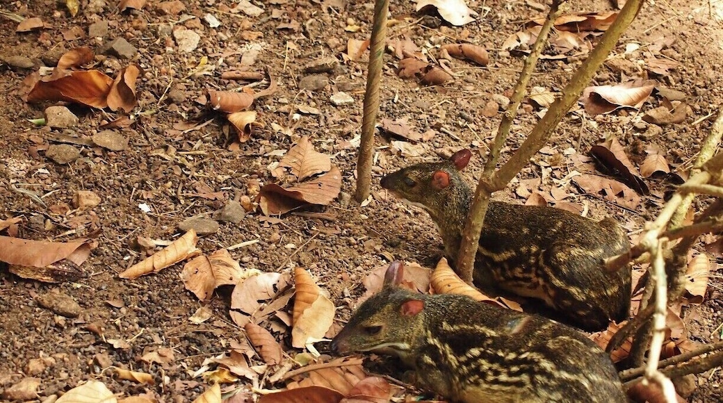 #TroverDetour
This is the smallest member of deer family which present in Sri Lanka It is known as mouse-deer and a threaten species. We are really lucky to see these two awesome guys in a small flat area in hilly rain forest on our way to Ramboda falls. We never tried to disturb them by taking many photos as they are afraid of human. This was the one and only mammal which caught in our camera on our way to upper cascade and undoubtedly, it is one in a life time chance!
