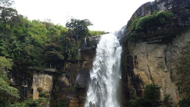 Una cascada se precipita por un risco rocoso rodeado de abundante vegetación.