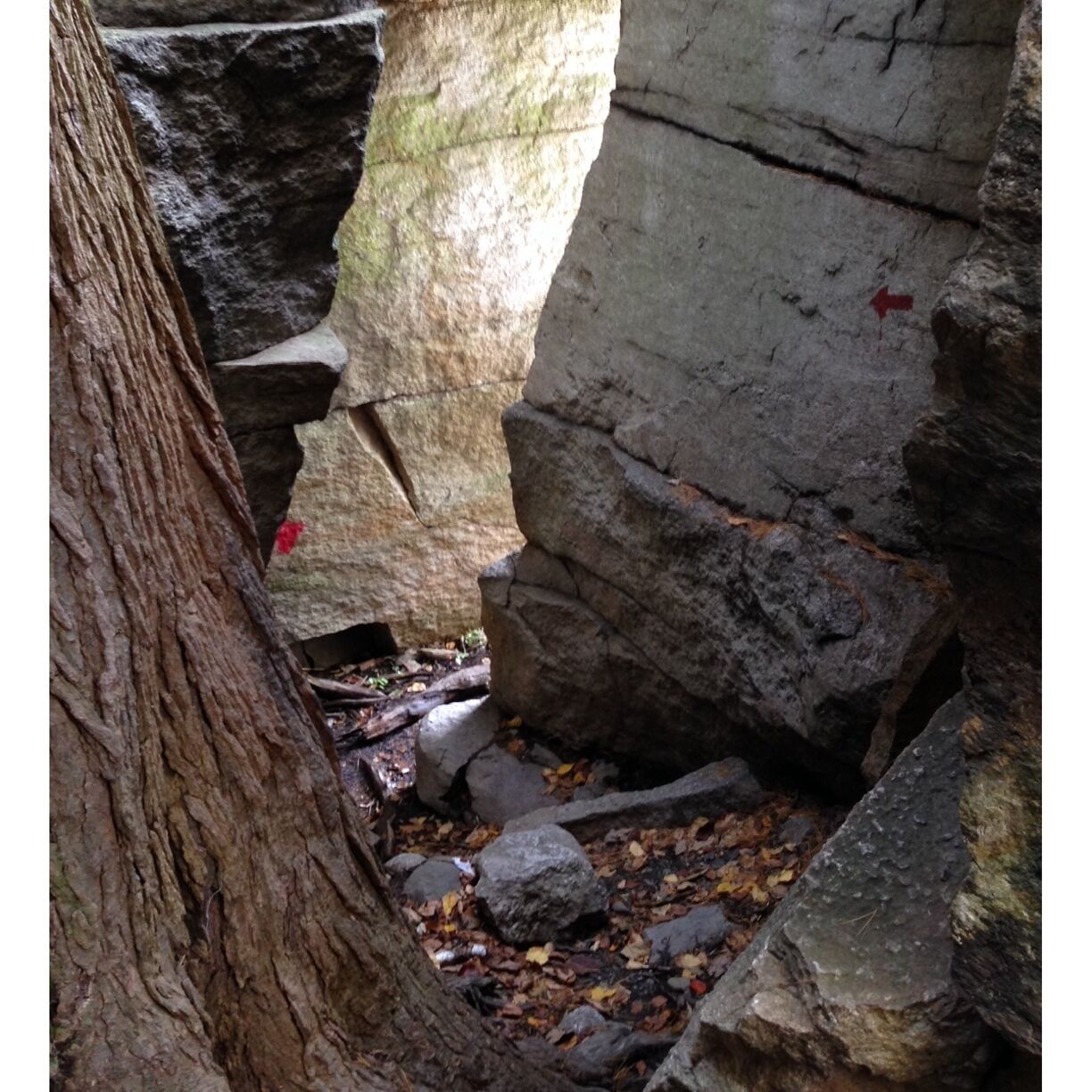 As I can see the trail heads are red paint .. The leaves mad it hard at times to find ur way in the maze .. Was great!