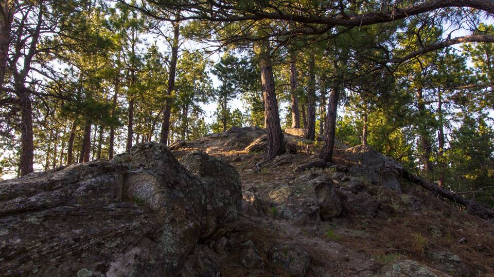 Oak Park in Summer, Whitewood, South Dakota
