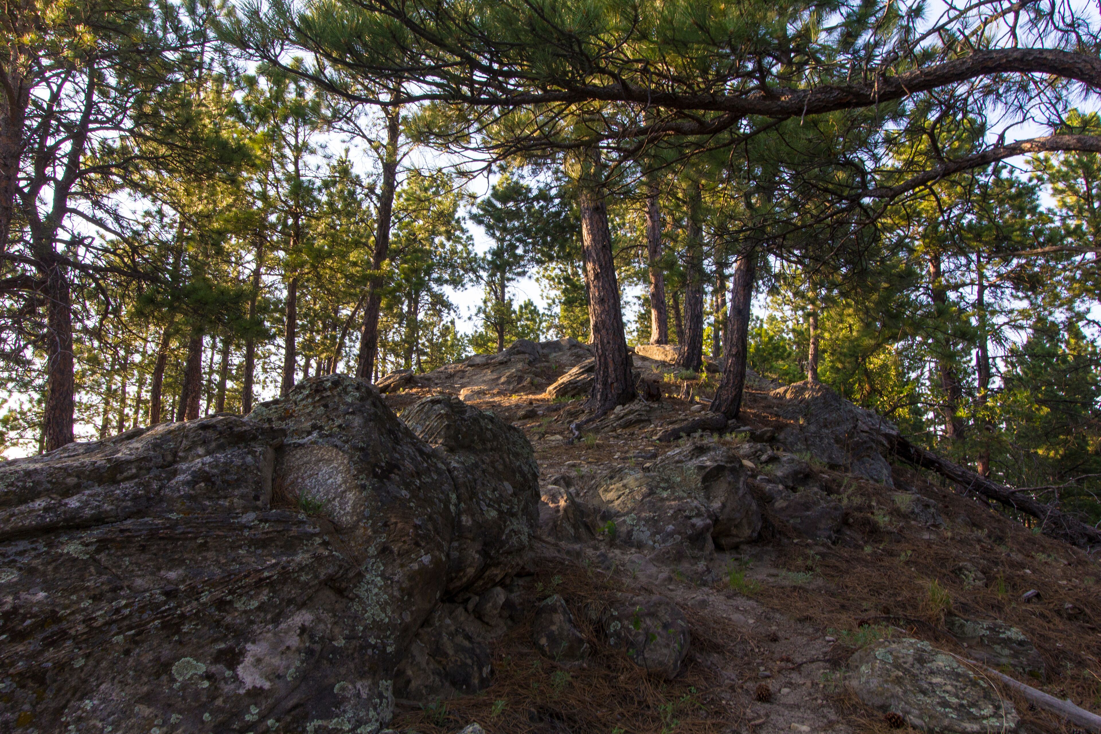 A forest with tall pine trees, rocky terrain, and a clear sky.
