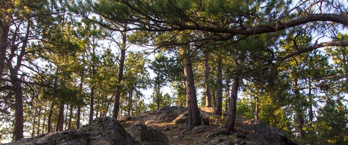 A forest with tall pine trees, rocky terrain, and a clear sky.