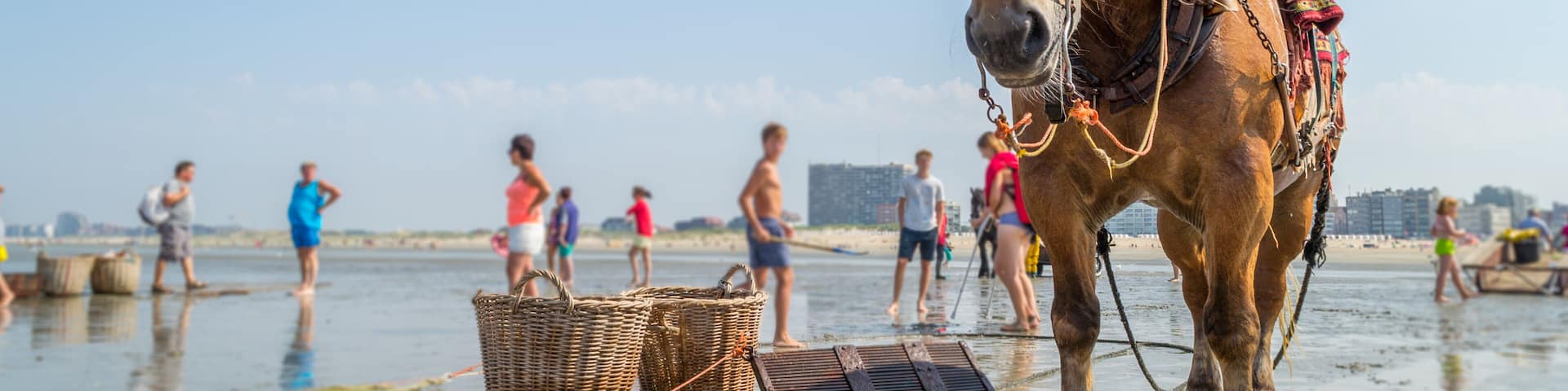 Cheval de plage, pêcheur de crevettes grises en été à Oostduinkerke sous un ciel bleu