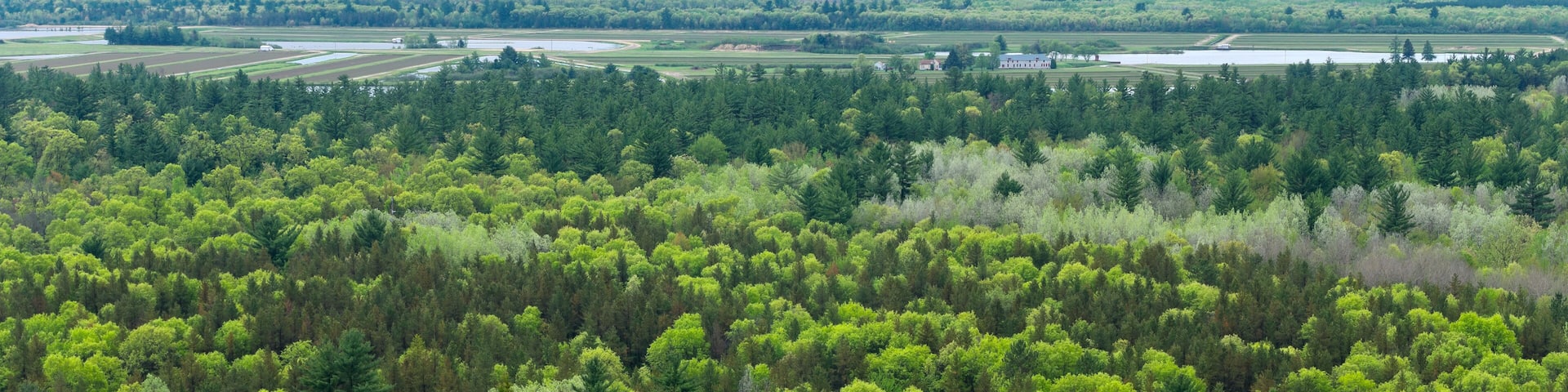 A dense forest with a river and distant mountains.