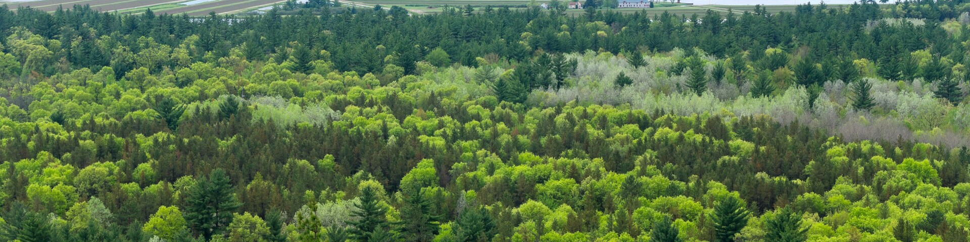 Un bosque tupido con un río y montañas a lo lejos.