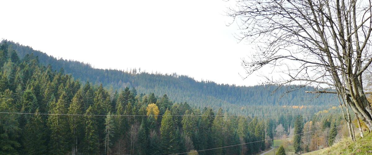 A winding road through a forested valley with a mountain in the background.