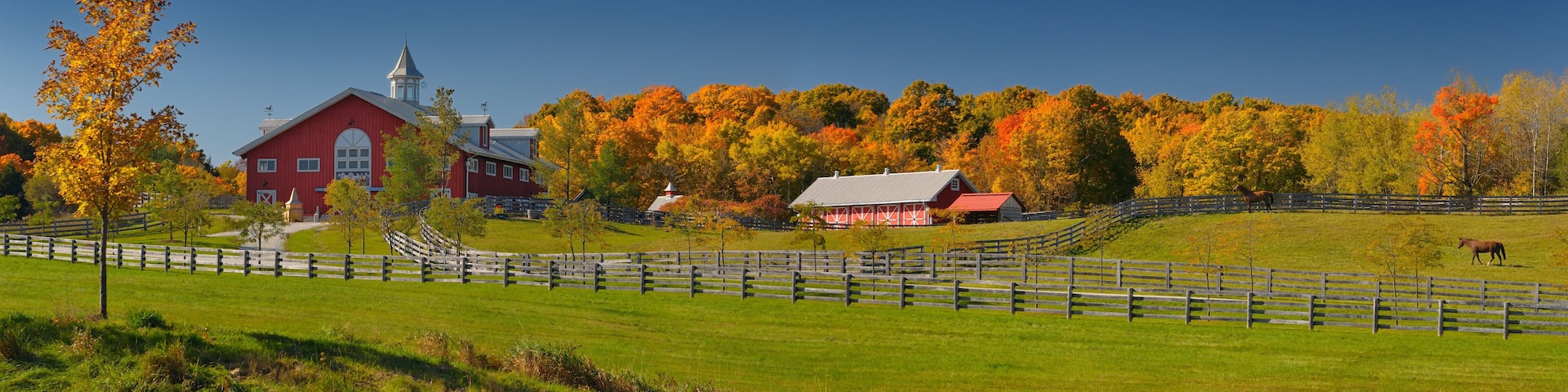 Fall foliage and horses at a horse farm in Caledon Ontario