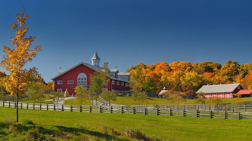 Fall foliage and horses at a horse farm in Caledon Ontario