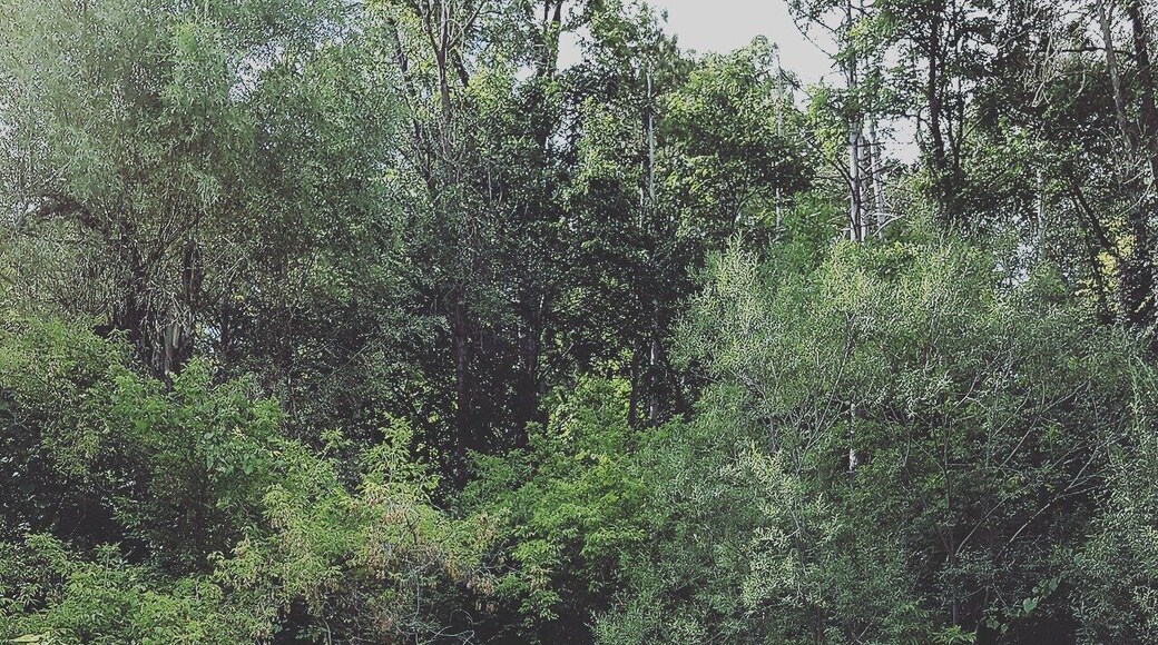 #SerenityNow #caledon #nature #trees