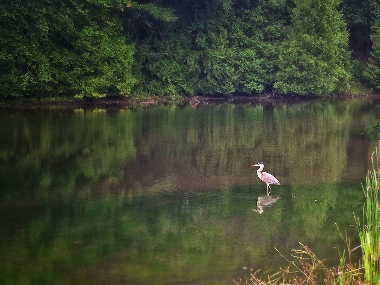 Before the mud run I seen this beautiful fella on his lonesome. Made a great shot. I wonder if he knows he's quite photogenic. 