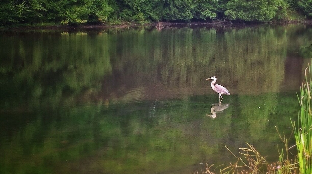 Before the mud run I seen this beautiful fella on his lonesome. Made a great shot. I wonder if he knows he's quite photogenic.